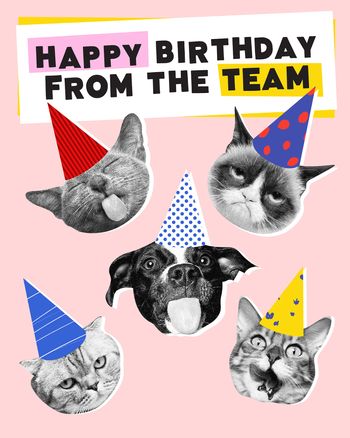 Use Funny cats - Happy Birthday team group card