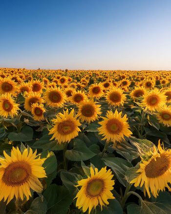 Use Sunflowers  - blank ecard