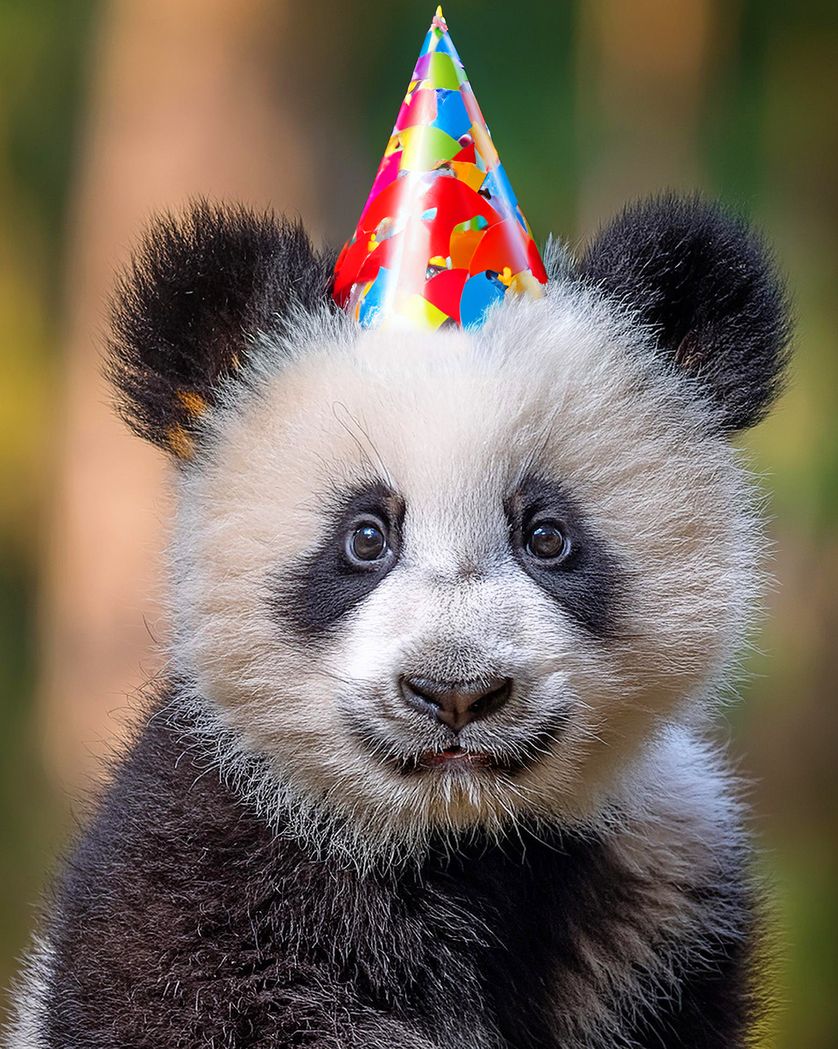 Card design "Party panda - blank ecard"