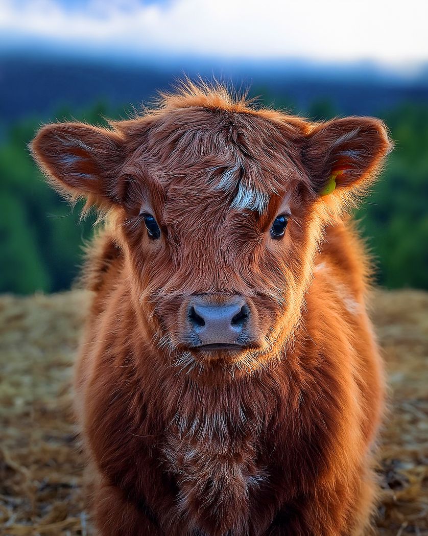 Card design "Highland calf - blank ecard"