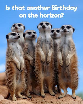 Use meerkat manor - group birthday ecard