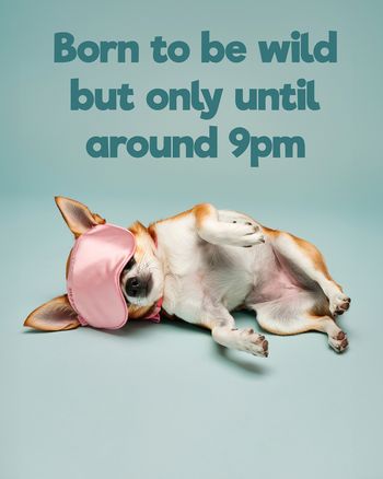 Use Sleepy pup - group birthday ecard