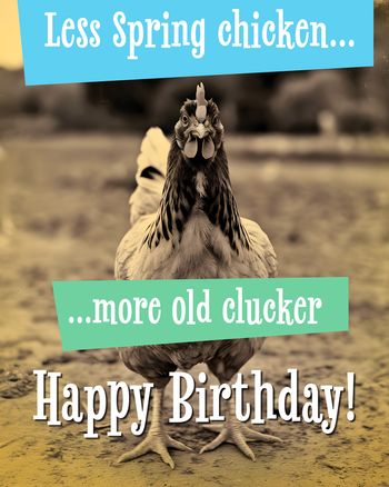 Use Old Clucker - group Birthday ecard