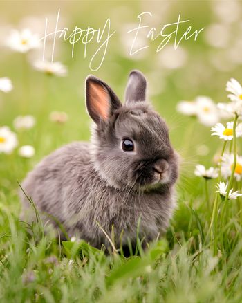 Use Baby Bunny - group easter ecard